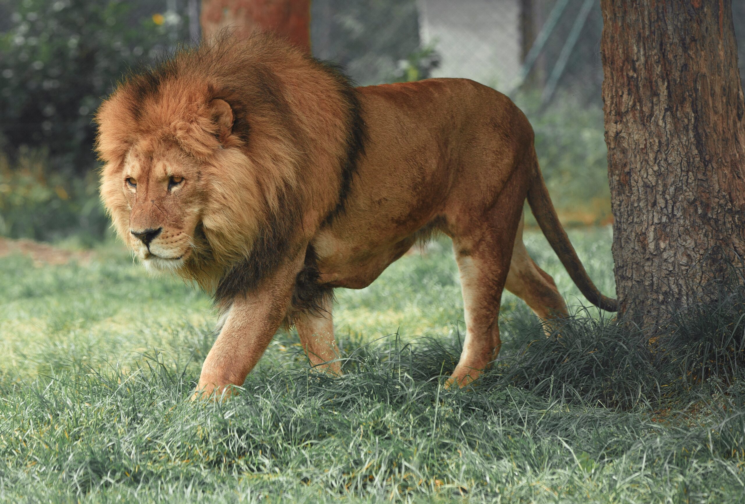 ZOO DE LA BARBEN